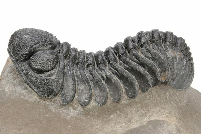 Phacopid (Morocops) Trilobite - Foum Zguid, Morocco #216576